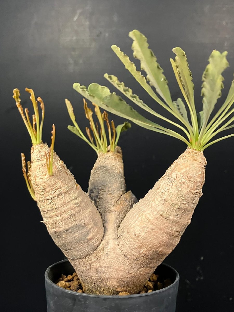 ユーフォルビアクリスパ ユーフォルビア クリスパ Euphorbia crispa no.21647 | 芽の巣山