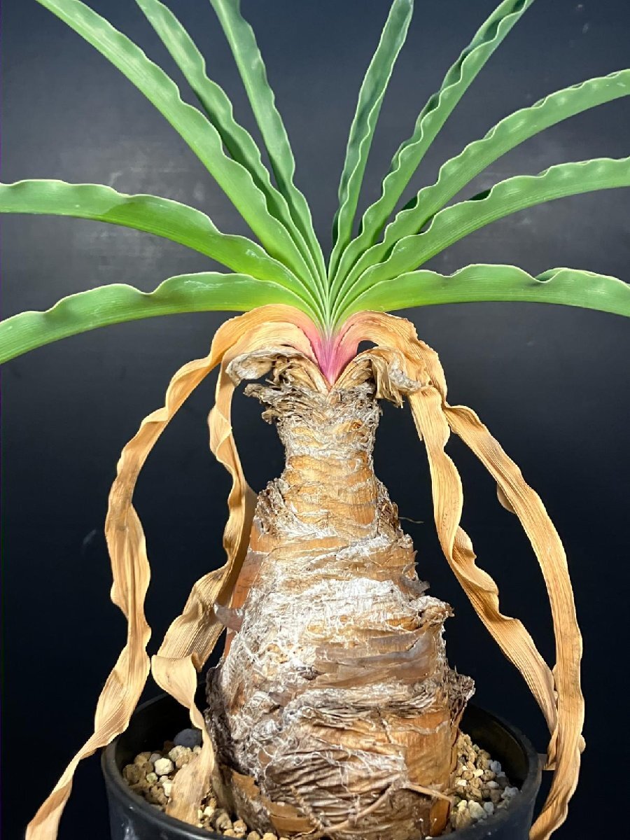 Yahoo!オークション -「ブーファン ディスティチャ」の落札相場