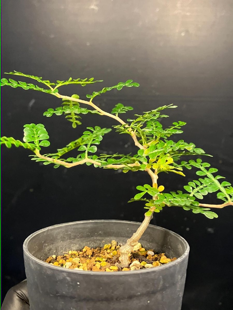 実生　パキプス　8年　大株 Shabomaniac! パキプス ストーリー