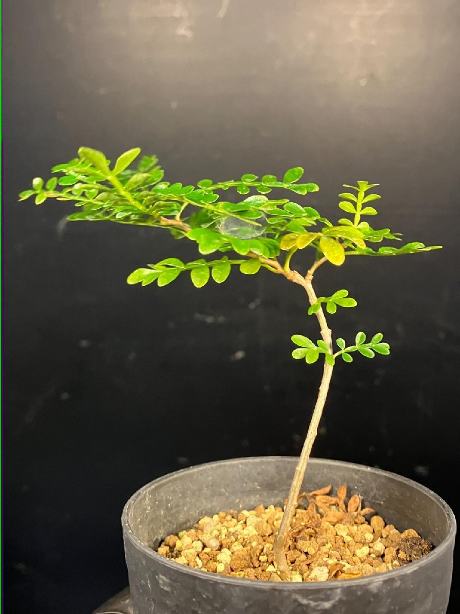 Yahoo!オークション -「オペルクリカリア パキプス 実生」の落札相場