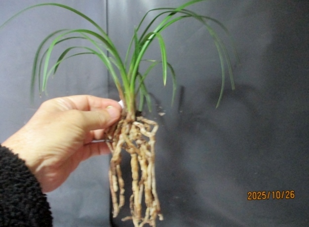 韓国春蘭　黄中透け『栄光』上木4本立 日本春蘭　中国蘭　東洋蘭　山野草　盆栽 2025年最新】Yahoo!オークション -日本春蘭韓国春蘭の中古品・新品・未