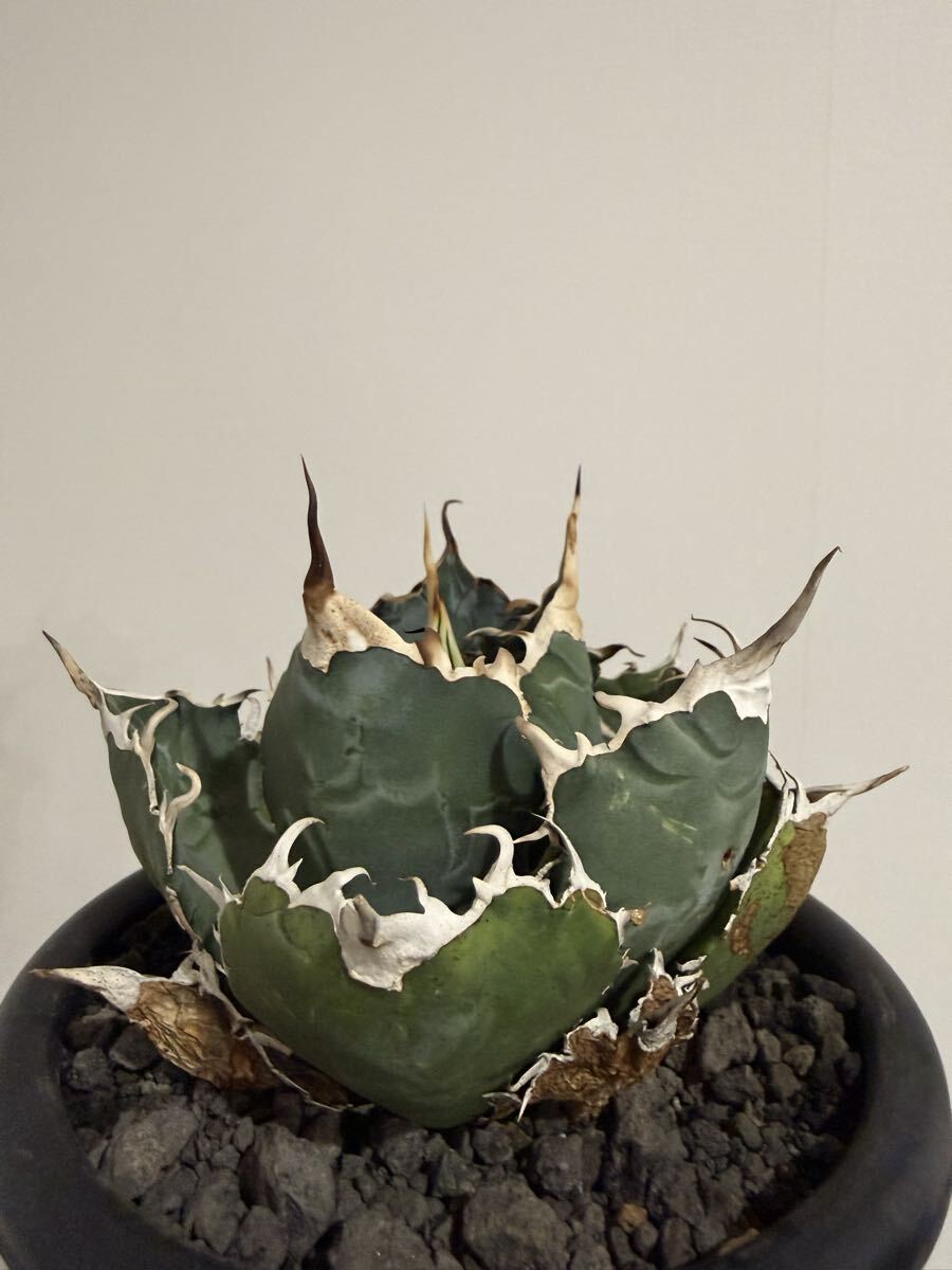 2025年最新】Yahoo!オークション -アガベ 悪魔くんの中古品