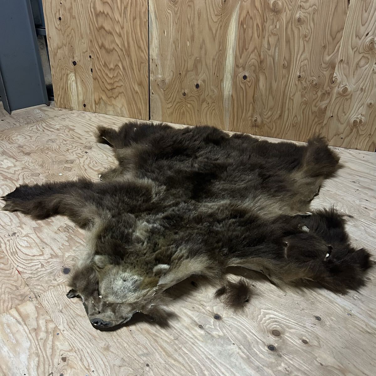 【美品 天然物】月の輪熊 毛皮 敷物 美品 天然物】月の輪熊 毛皮 敷物 Yahoo!オークション