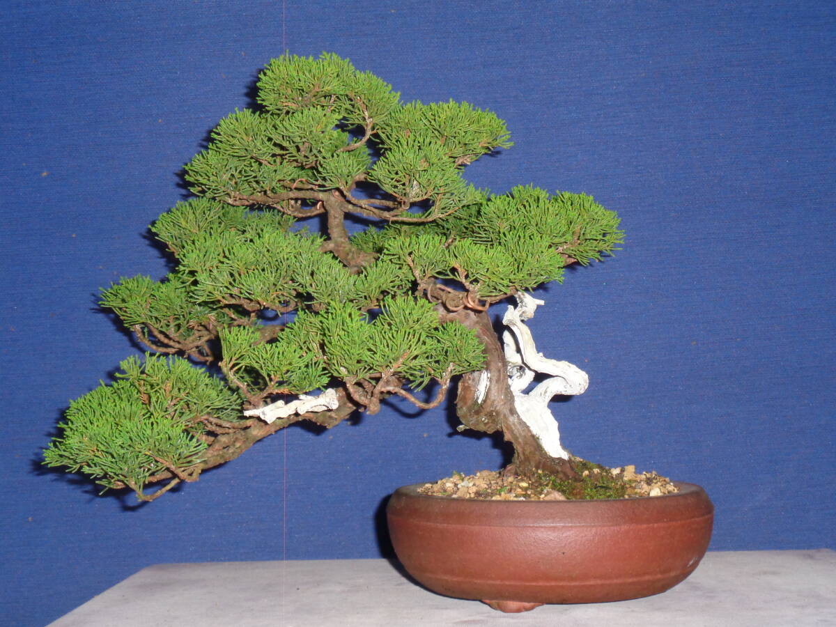 糸魚川真柏　[貴風盆栽] i-img1200x960-