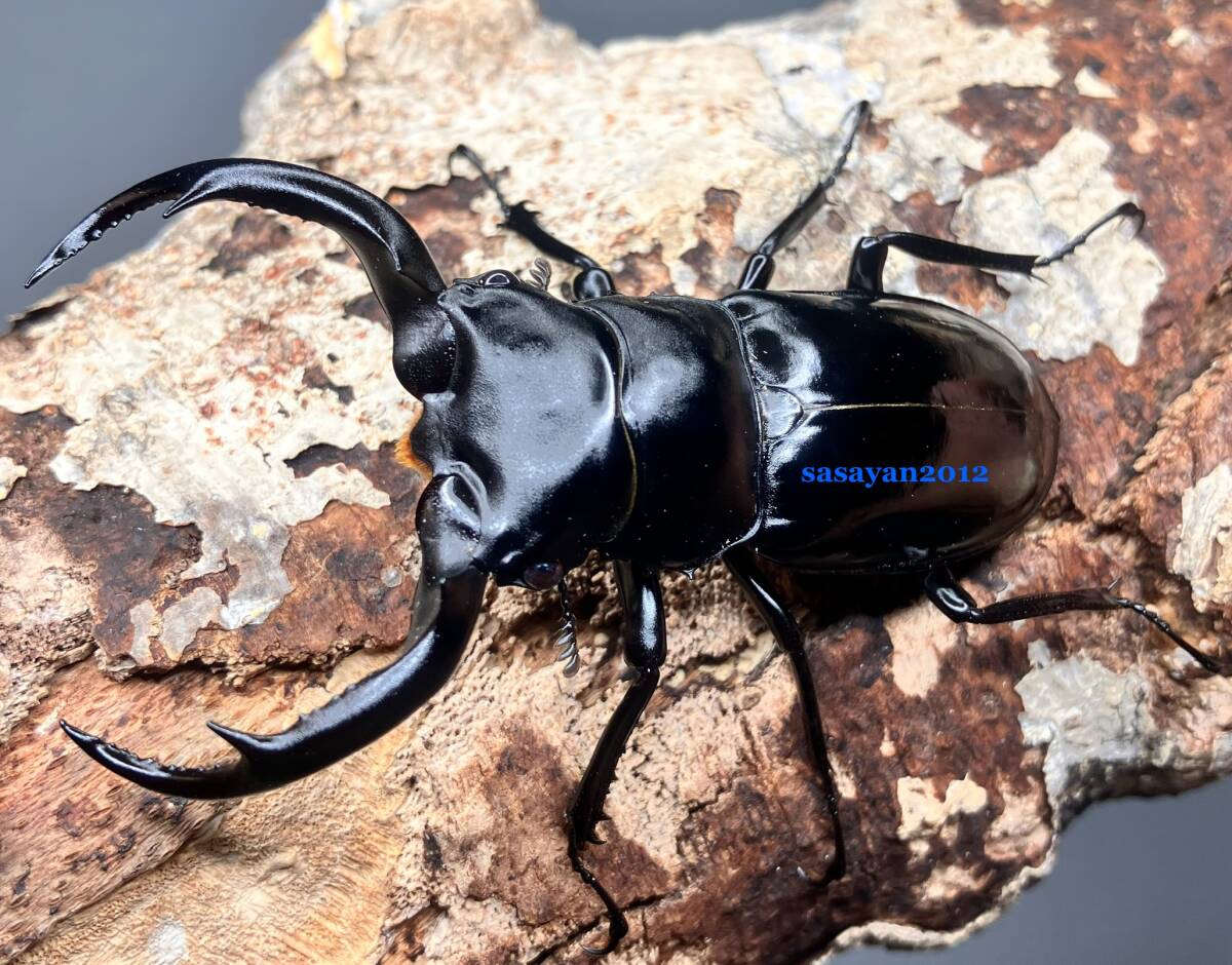 ウエストウッディカズミアエ　2ペア標本 ウエストウッディカズミアエ♂79.3mm ジオラマ標本 | オオクワ