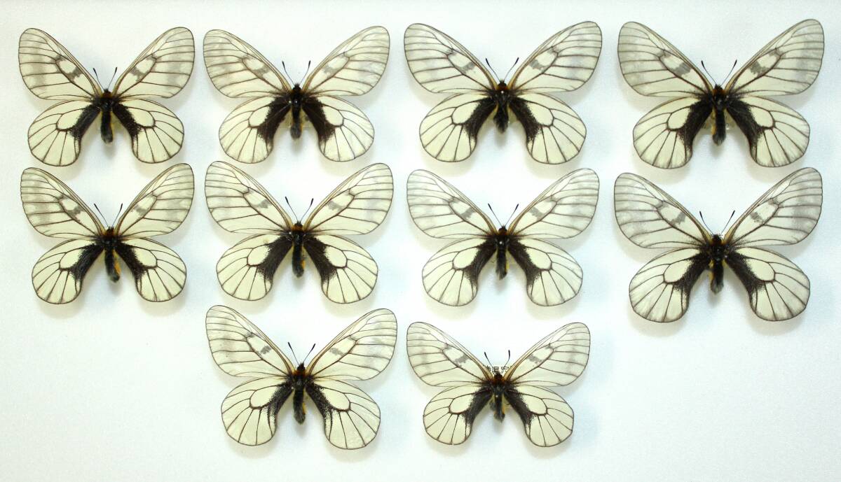 2025年最新】Yahoo!オークション -ウスバシロチョウの中古品