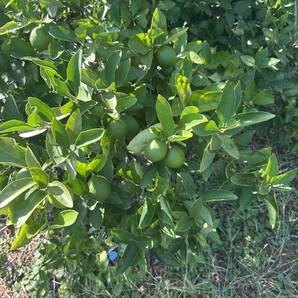 愛知県産 国産木成りライム 5キロ 無農薬