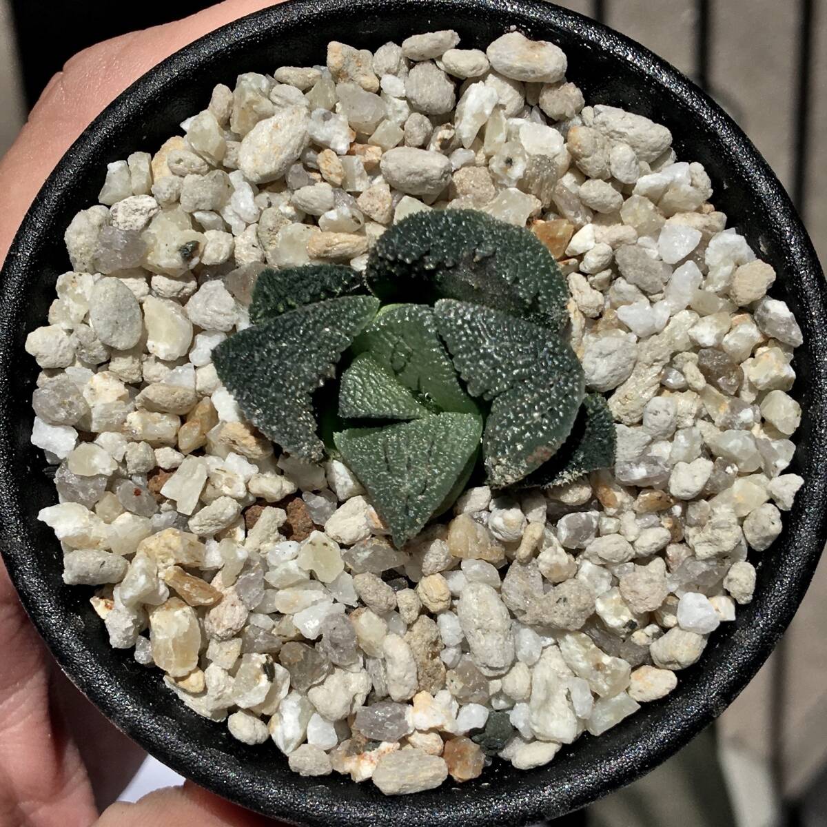 ハオルチア　オマケ ハオルチアオマケ