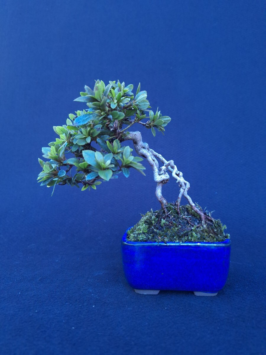 さつき盆栽 【流星】皐月盆栽 青色鉢 さつき盆栽 【流星】皐月盆栽 青色鉢 皐月(さつき) 盆栽