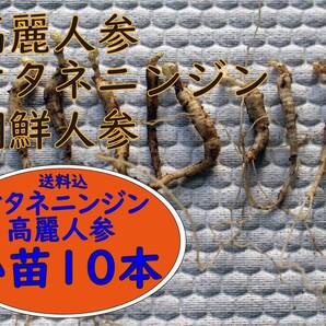 オタネニンジン・高麗人参・朝鮮ニンジン・信州人参2年生球根小苗10本