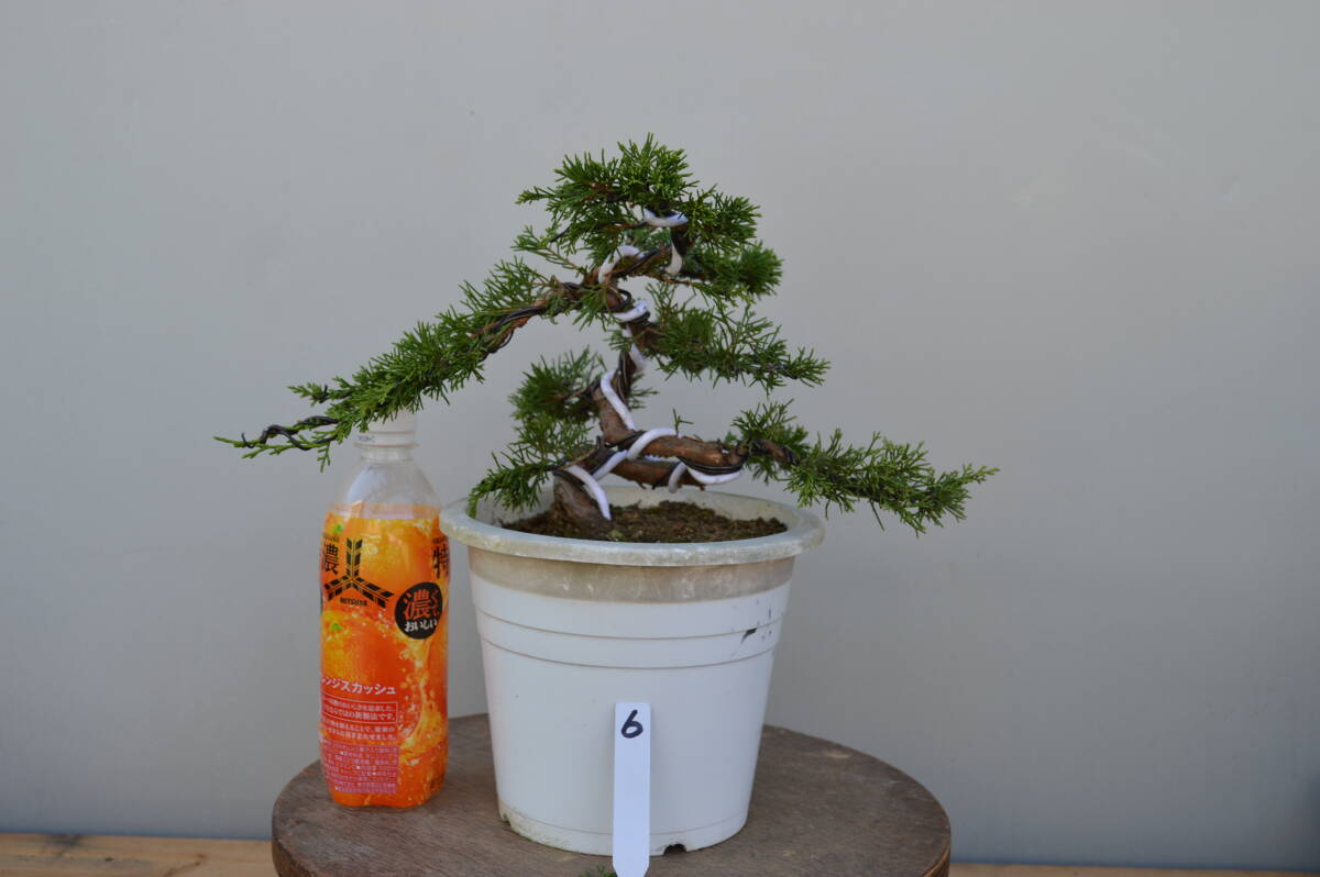 T*a様 [厳選❗️サービスオークション盆栽]真柏/小品：3 Yahoo!オークション - 【糸魚川真柏】 小品盆栽 捻転 文人 樹高21cm