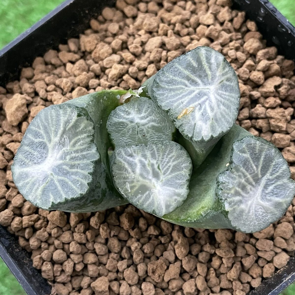 Yahoo!オークション -「の星」(花、園芸) の落札相場・落札価格