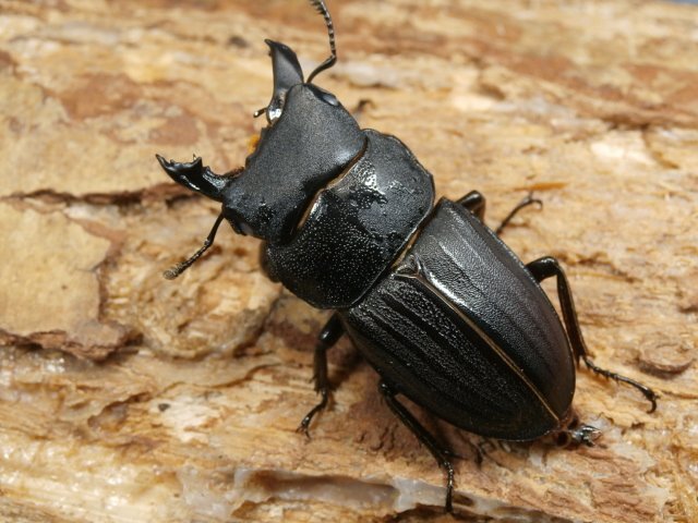 Yahoo!オークション -「雌雄モザイク」の落札相場・落札価格