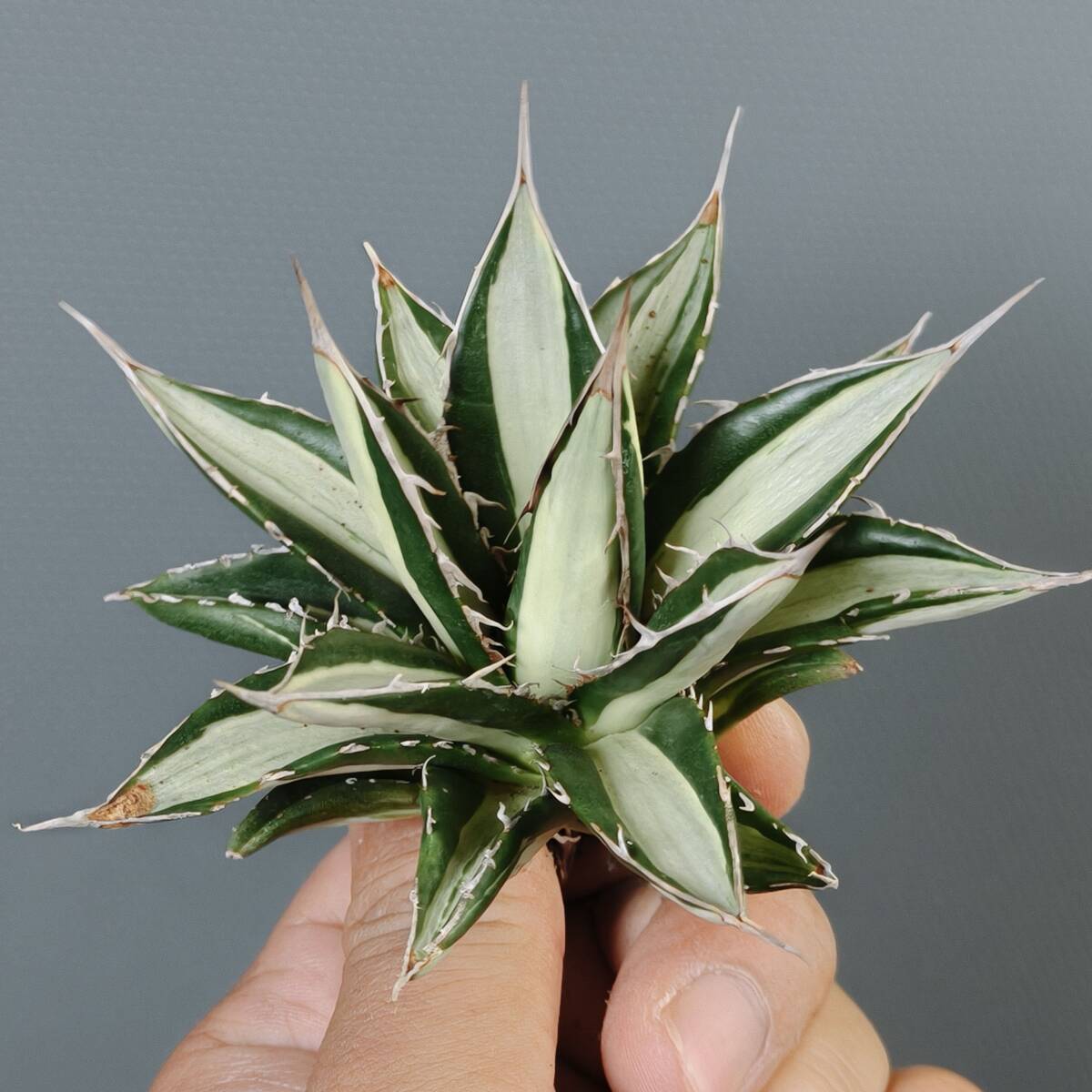 アガベ　ホリダ錦　激レア 多肉植物：アガベ ホリダ錦*幅33cm 現品！一品限り : 遊恵盆栽