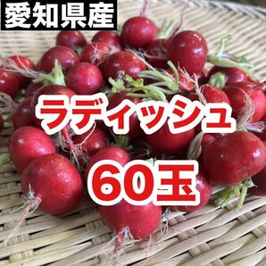 愛知県産 ラディッシュ 訳あり品60玉送料無料