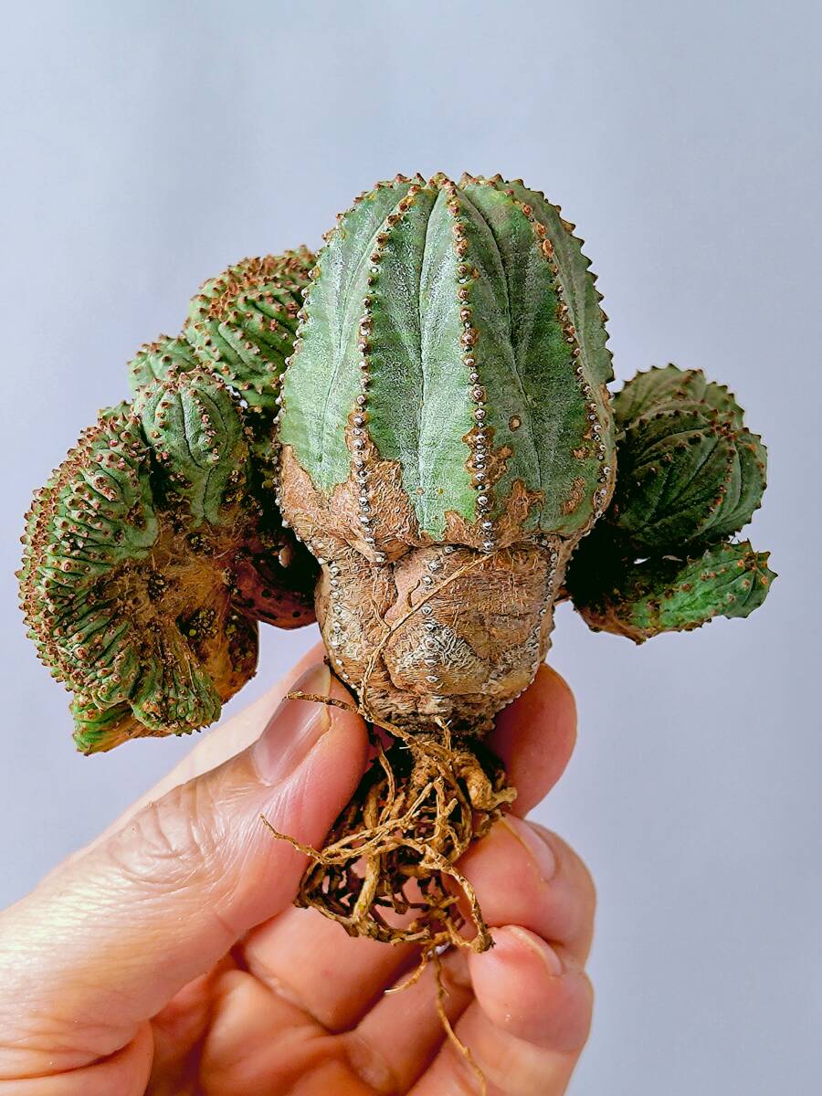 Yahoo!オークション -「ユーフォルビア 綴化」の落札相場・落札価格