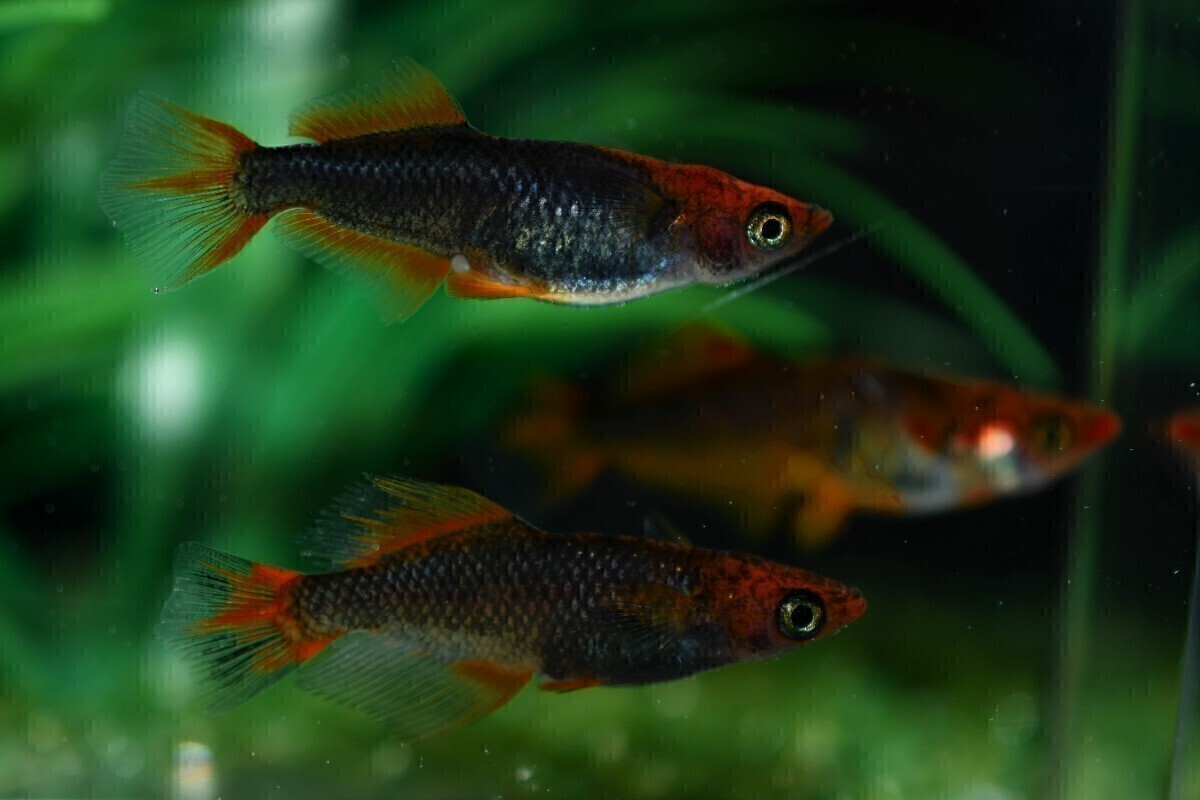 北辻×クラミツハ玄　5匹　ヒカリ体型　北辻　鰭長スワロー 福岡県京都郡で、独特な交配で\"五式Type-R God\"をベースにした魅力的な