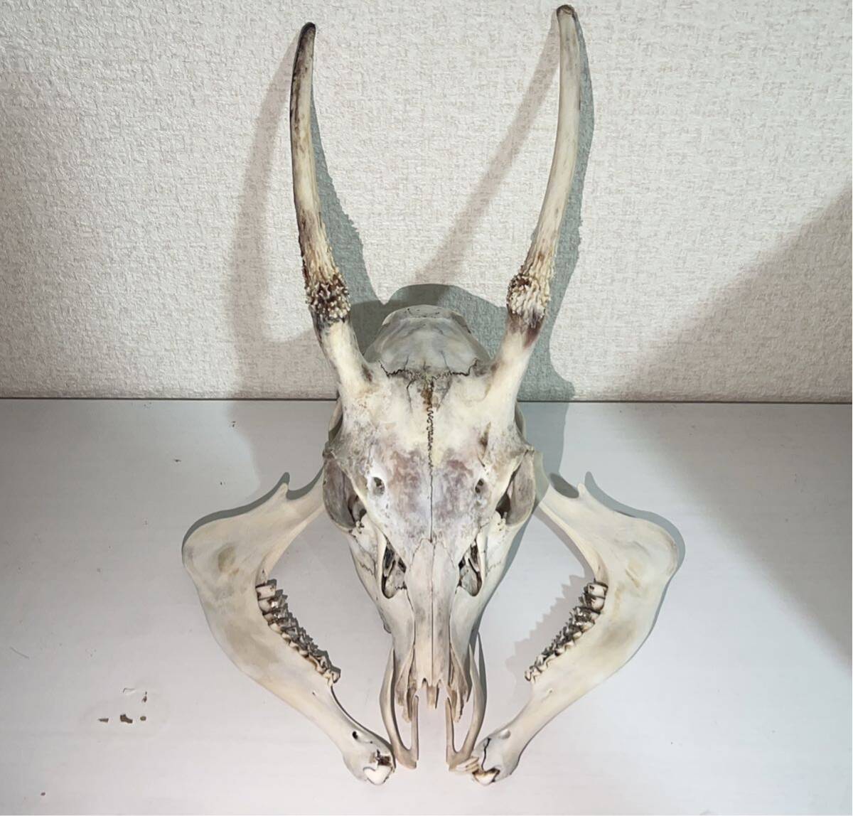 2025年最新】Yahoo!オークション -頭骨 鹿の中古品・新品・未