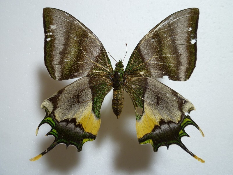 2025年最新】Yahoo!オークション -テングアゲハの中古品・新品