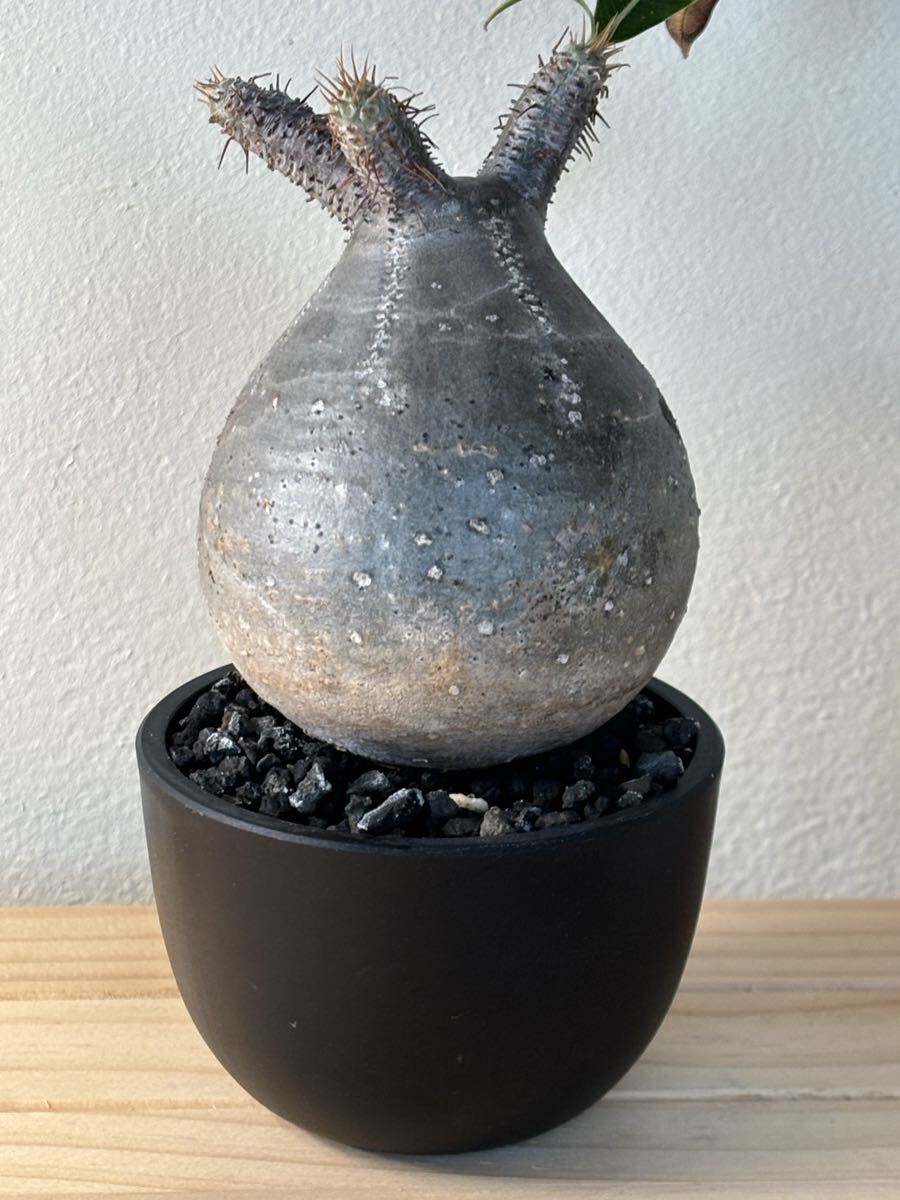 セ135 「現地株」パキポディウム グラキリス L 抜き苗【/最新到着・マダガスカル・gracilius・根切り画像要確認】 ネ183 「現地株」パキポディウム グラキリス 多頭L 抜き苗