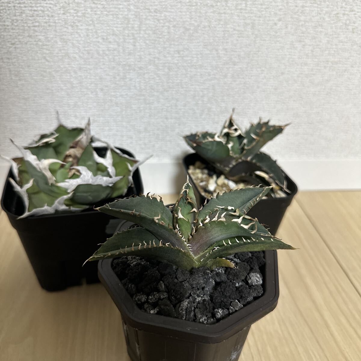 アガベチタノタ　TG-1 親株　検)大白鯊　麻花龍　悪魔　スパチタ　星空　清櫻 アガベチタノタ TG-1 親株 検)大白鯊 麻花龍 悪魔 スパチタ 星空