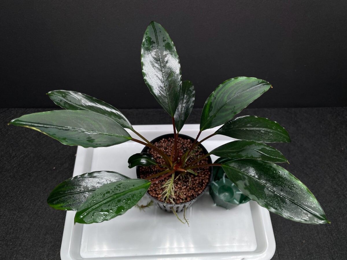 Yahoo!オークション -「ブセファランドラ モトレイアーナ」(水草