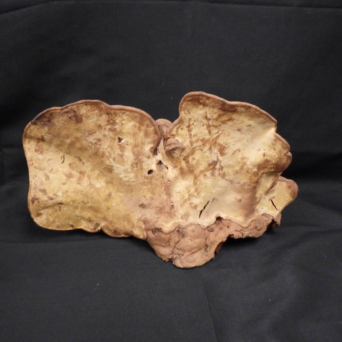 2025年最新】Yahoo!オークション -サルノコシカケ 置物の中古品・新品