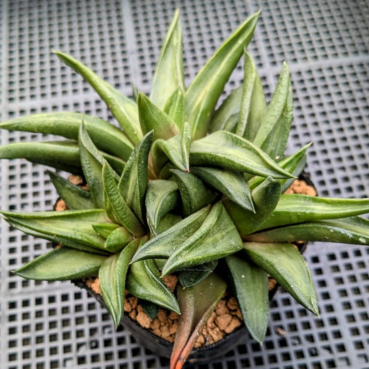 ハオルチア　オマケ 多肉植物 ハオルチア 専用