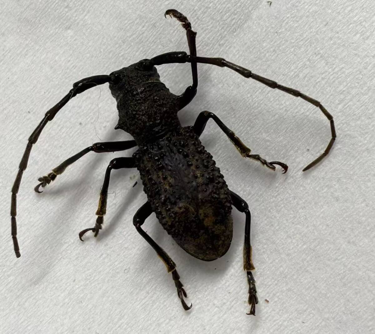 Yahoo!オークション -「カミキリ」(虫類) の落札相場・落札価格