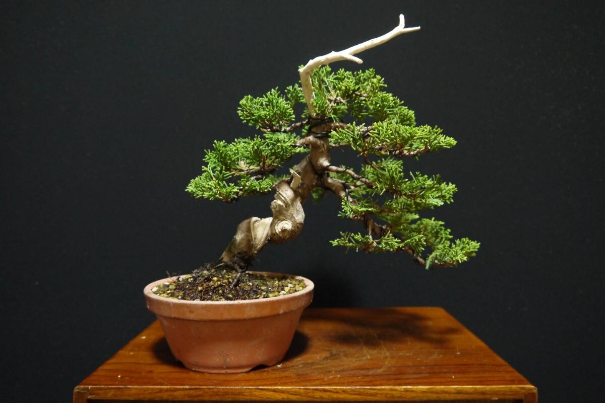 2025年最新】真柏盆栽の人気商品を見つけよう - Yahoo!オークション