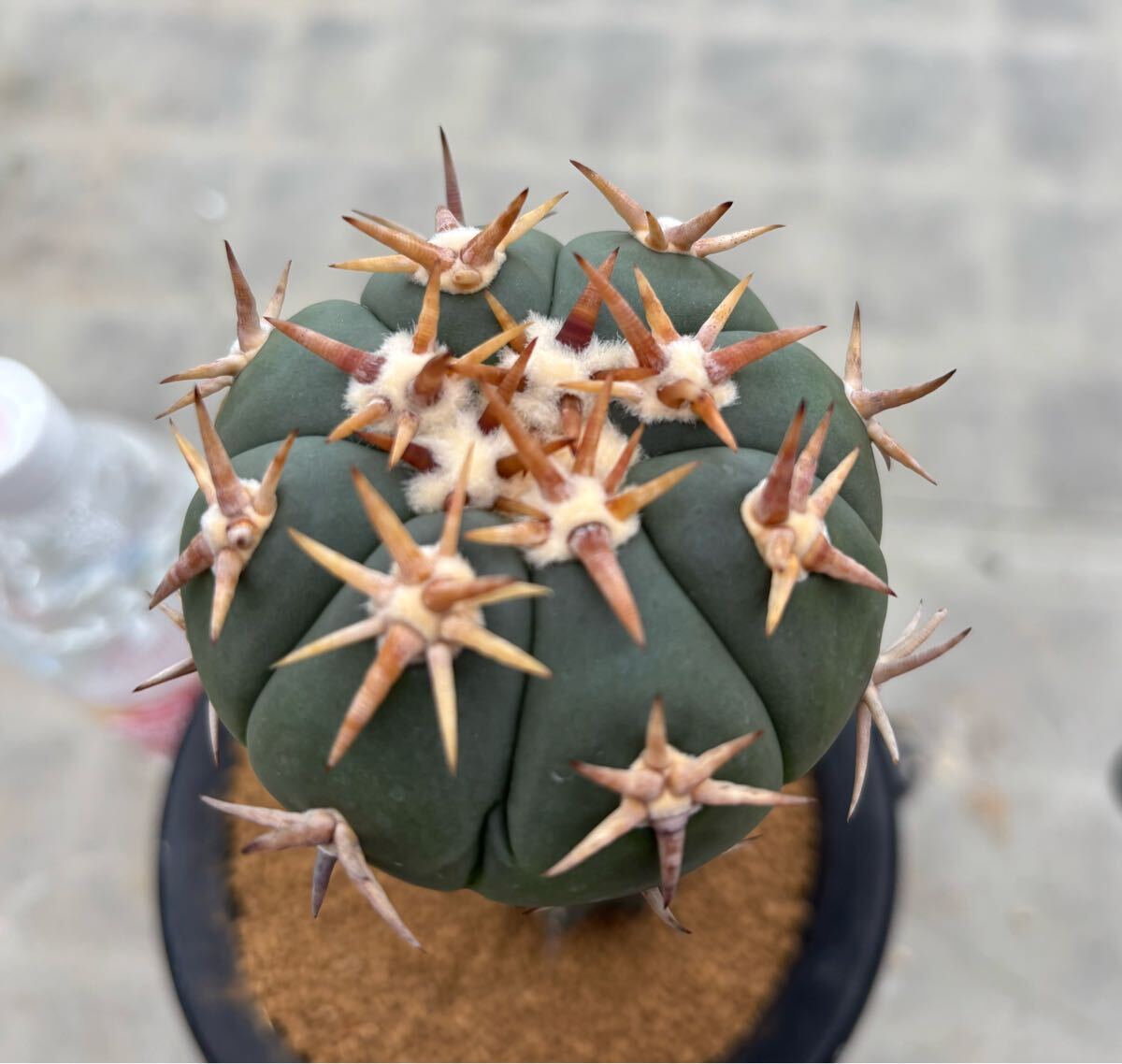 翠平丸　台付 Yahoo!オークション -「翠平丸」(サボテン) (観葉植物)の落札相場