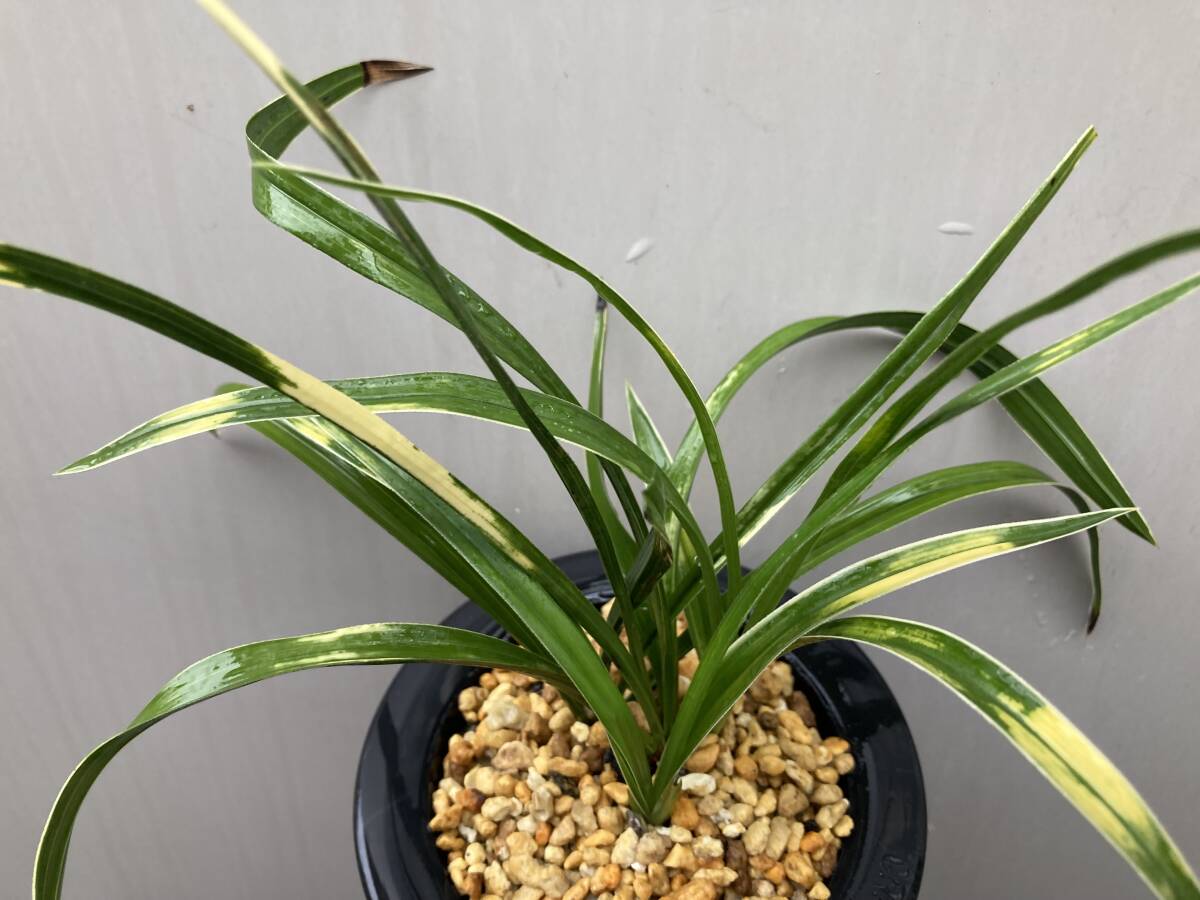 韓国春蘭★紫覆★ボヤ★紫花★6本 Yahoo!オークション - 春蘭・寒蘭・日本春蘭・中国春蘭・韓国