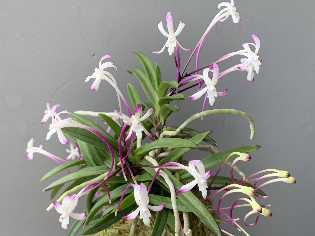 Yahoo!オークション -「富貴蘭 赤花」の落札相場・落札価格