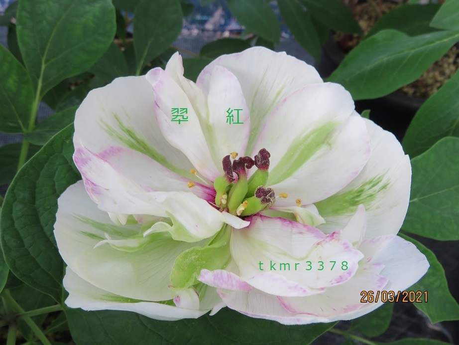 山野草 希少緑花多弁 ヤマシャクヤク 実生3年3個セット 山野草 希少緑