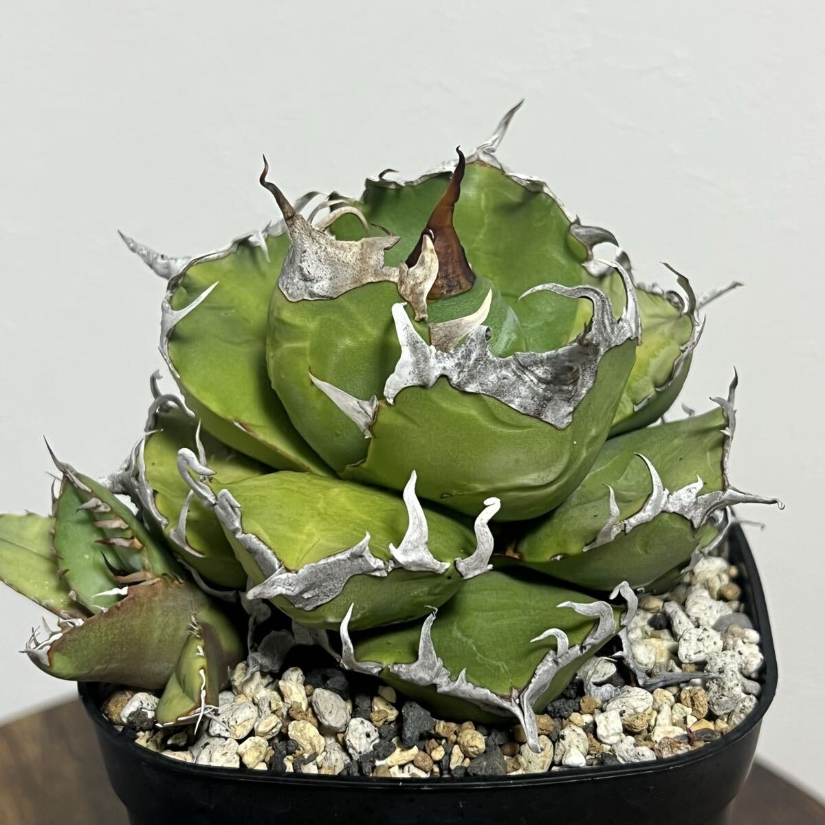 【コレクション親株】アガベ　チタノタ　オテロイ　SAD 子株付き　極上株 コレクション親株】アガベ チタノタ オテロイ SAD 子株付き 極上株