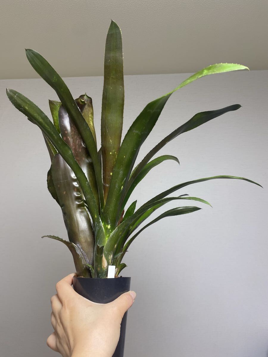 ビルベルギア John Hervy Friend 子株付き ビルベルギア John Hervy Friend 子株付き 2