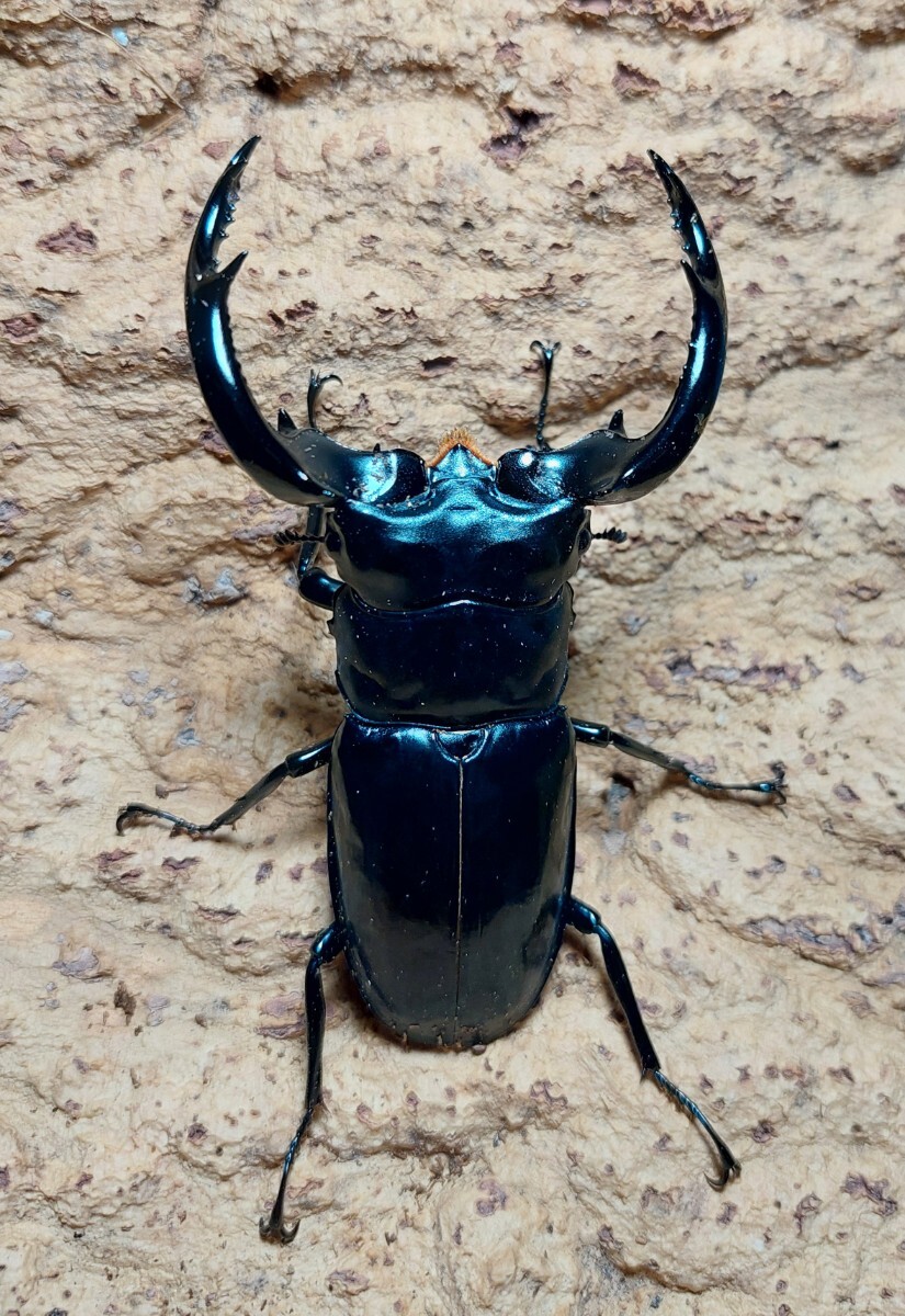 ウエストウッディ　原名亜種　DV産　標本　1♂2♀ 越冬新成虫】DV産ウエストウッディ原名亜種♂82ミリ単品