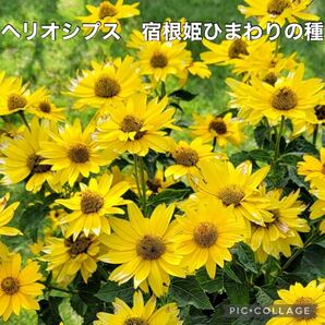 ヘリオシプス 宿根姫ひまわりの種