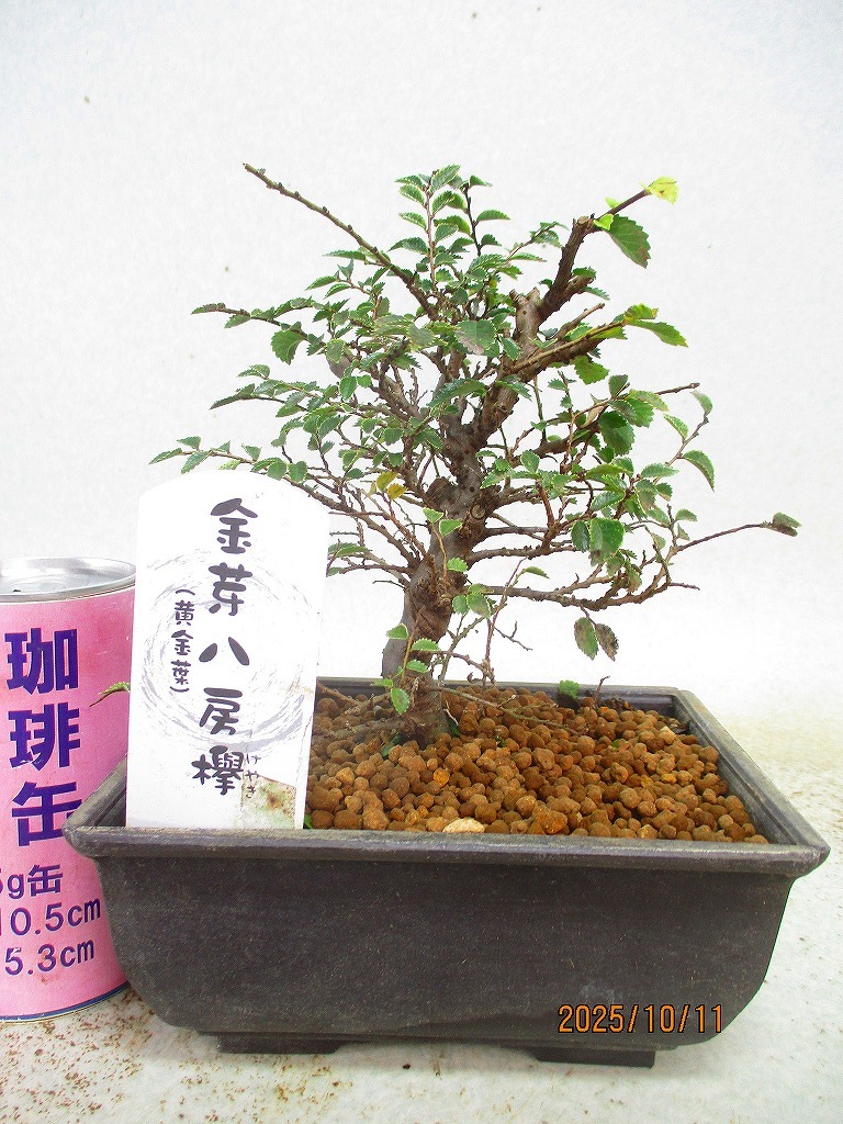 2025年最新】Yahoo!オークション - 欅（けやき）(盆栽 盆栽)の中古品