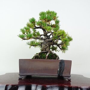盆栽 松 五葉松 樹高 約18cm ごようまつ Pinus parviflora ゴヨウマツ マツ科 常緑針葉樹 鑑賞用 観賞用 小品 現品