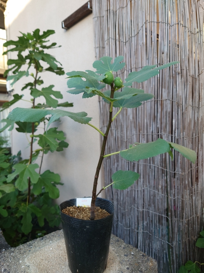 Yahoo!オークション -「イチジク 苗」(ガーデニング) の落札相場