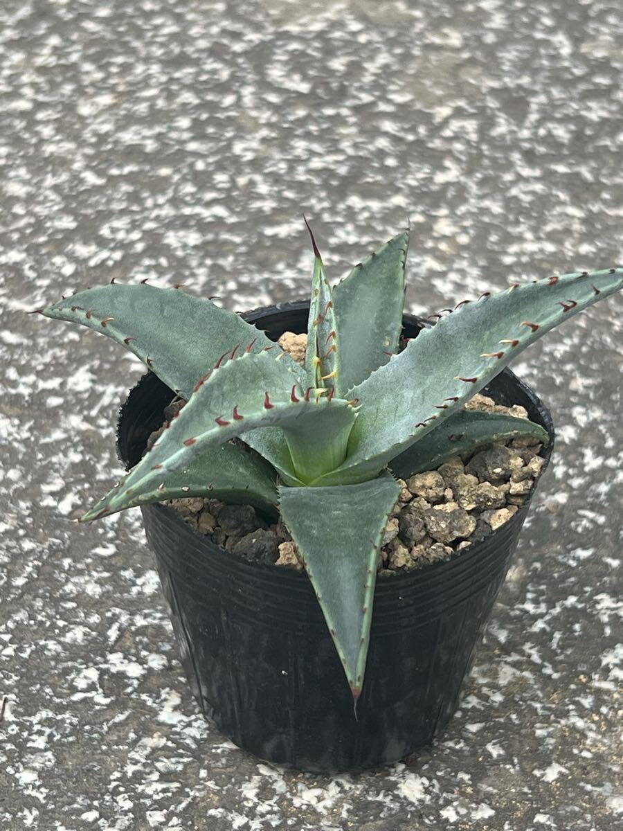 （シルバーブルー強・美発色・希少）国内実生　パリー　ネオメキシカーナ シルバーブルー強・美発色・希少）国内実生 パリー ネオ