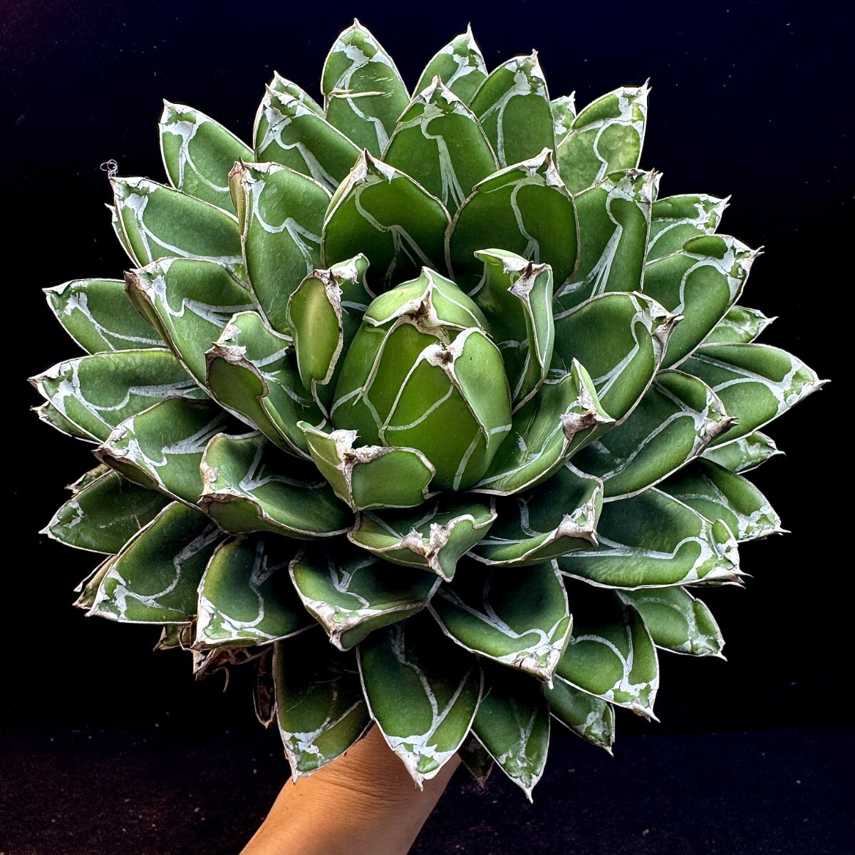 笹の雪　ダルマ　美株 楽天市場】現品◇アガベ 笹の雪 ダルマ・ベアルート苗◇Agave