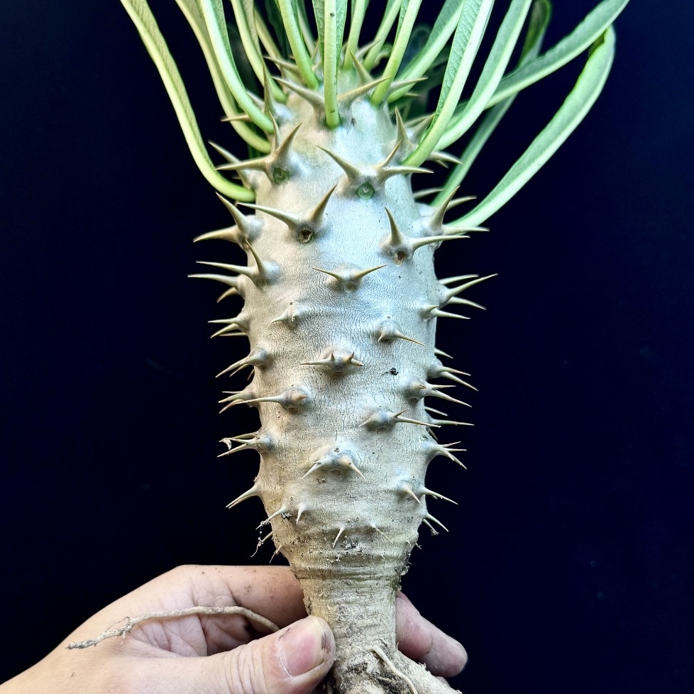 Yahoo!オークション -「パキポディウム アンボンゲンセ」(花