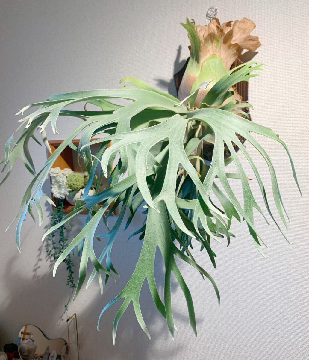 Yahoo!オークション -「月光爪哇」の落札相場・落札価格