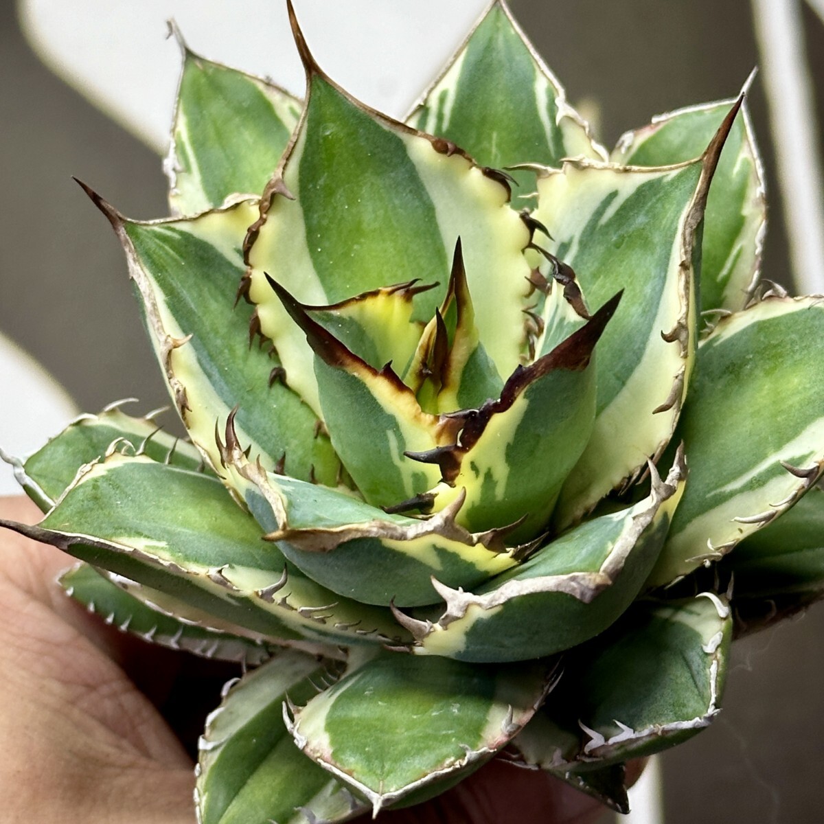 Yahoo!オークション -「アガベ 太陽神」の落札相場・落札価格