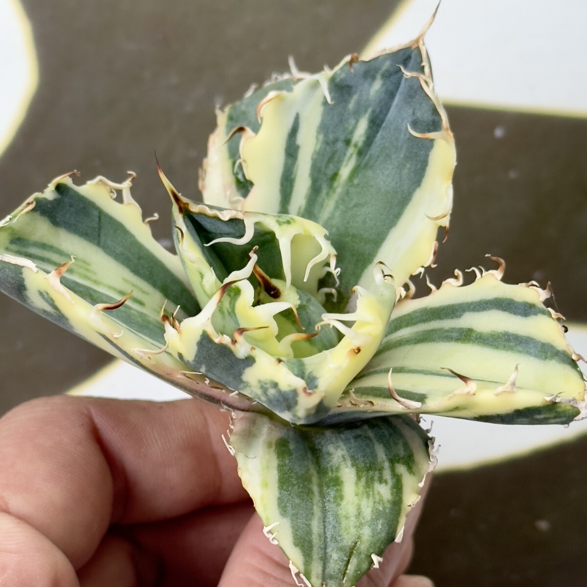 Yahoo!オークション -「アガベ チタノタ 縞斑」(アガベ) (観葉植物)の