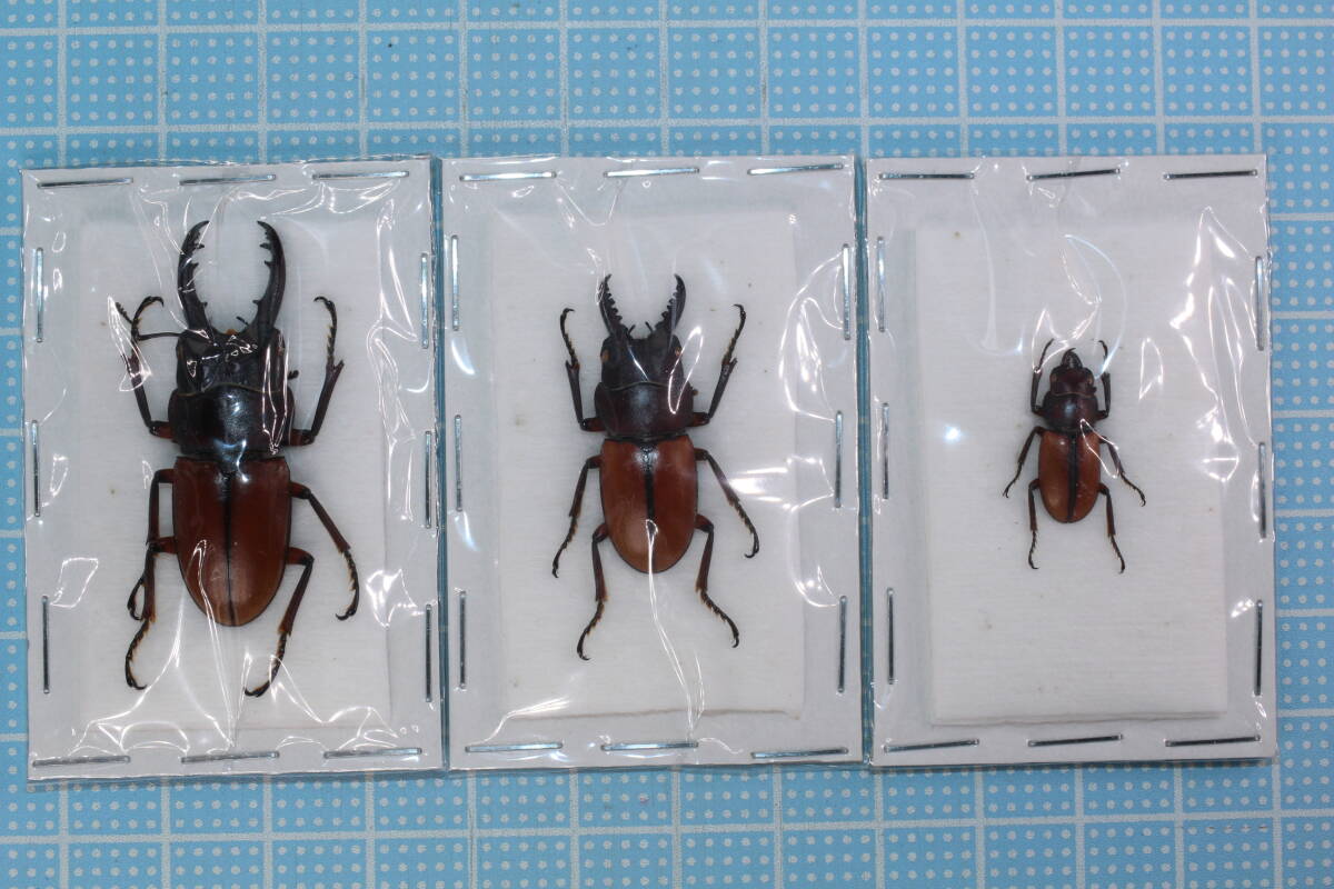 赤系　ミクラミヤマクワガタ標本♂3頭セット 赤系 ミクラミヤマクワガタ標本♂3頭セット 赤系 ミクラ