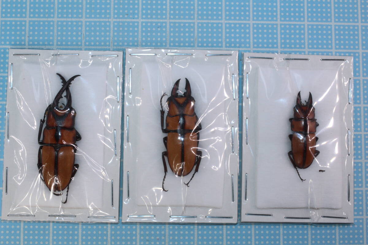 赤系　ミクラミヤマクワガタ標本♂3頭セット 2025年最新】ミヤマクワガタ標本の人気アイテム - メルカリ