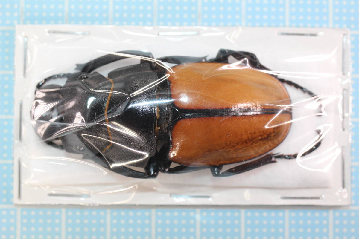 Yahoo!オークション -「カステルナウツヤクワガタ」の落札相場